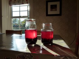 Sloe gin in the making