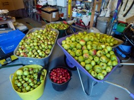 Cider apples